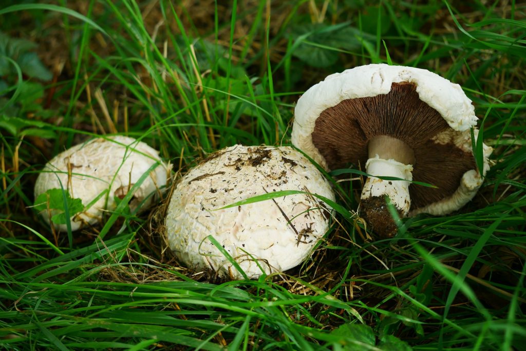 18+ Verwechslungsgefahr Giftig Parasol Verwechslung Background