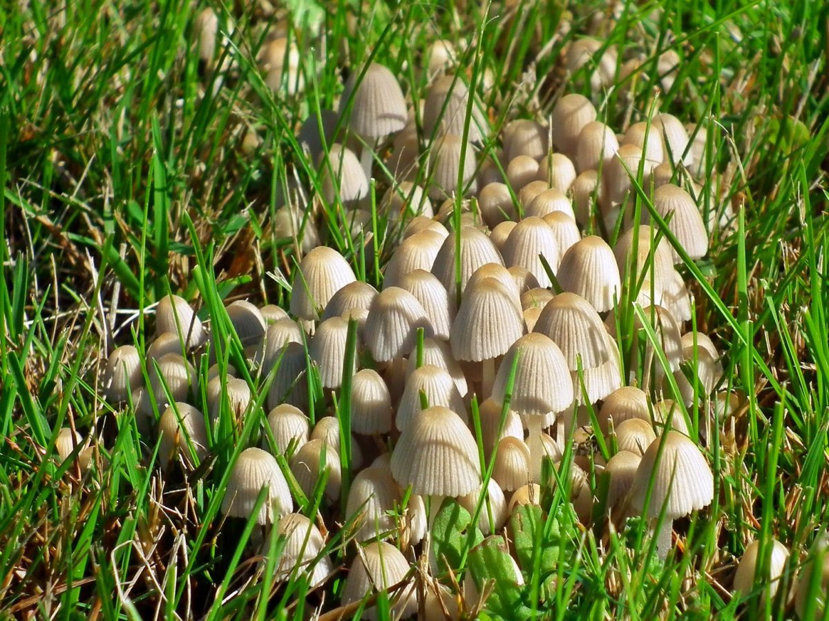 Pilze im Rasen - pilze-greizerwald.de